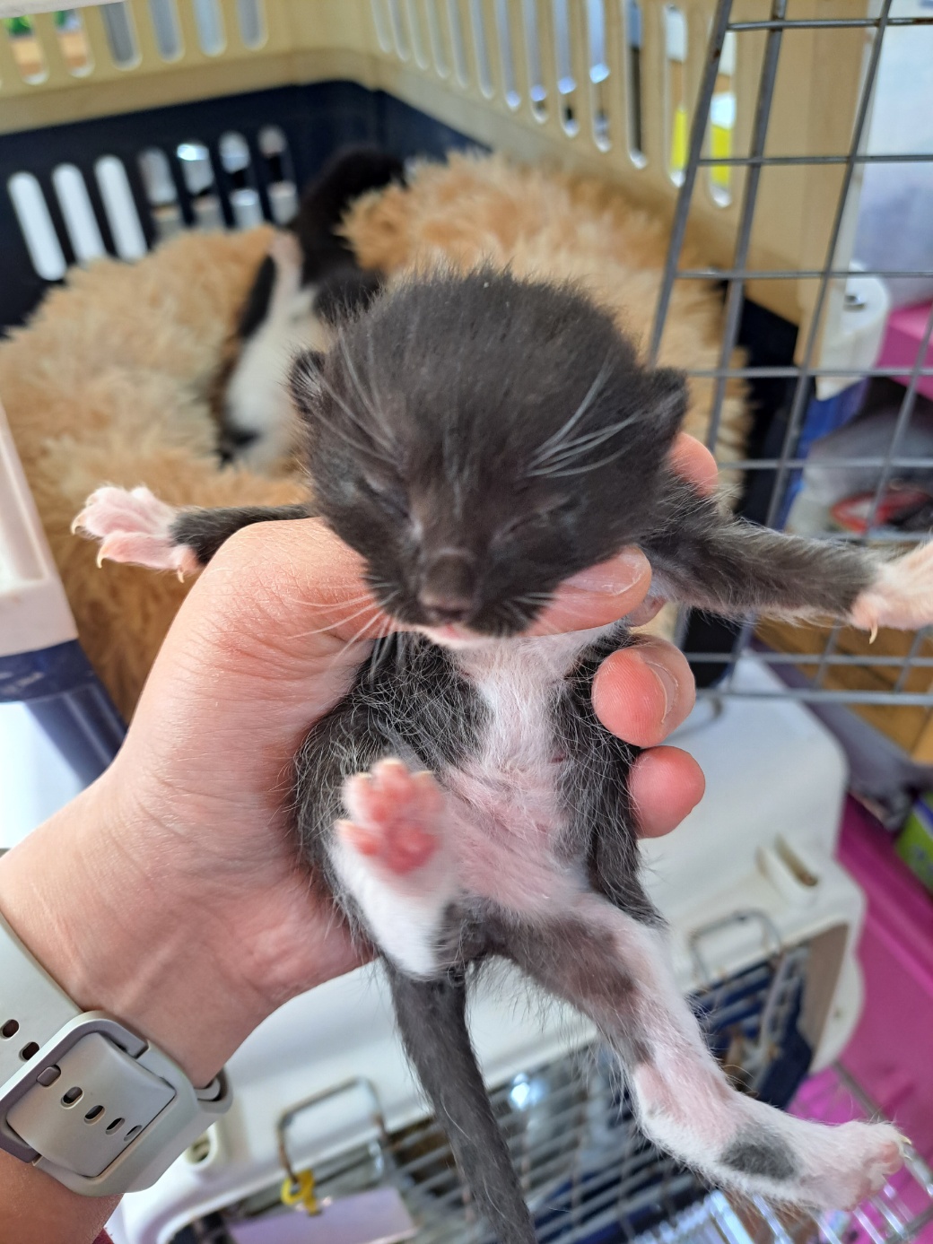 울산유기동물보호센터_431372202300055